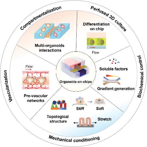 Illustration of integrative strategies to engineer advanced organoids-on-chips.